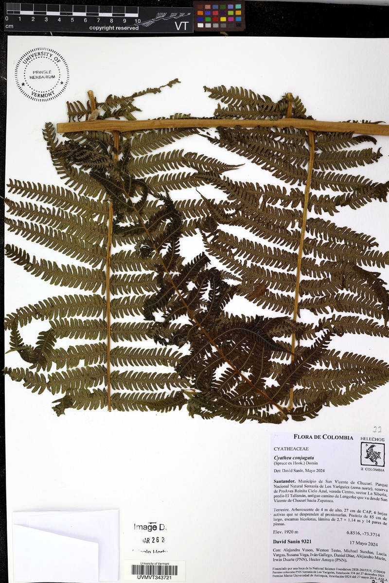 Cyathea tryonorum photo 7