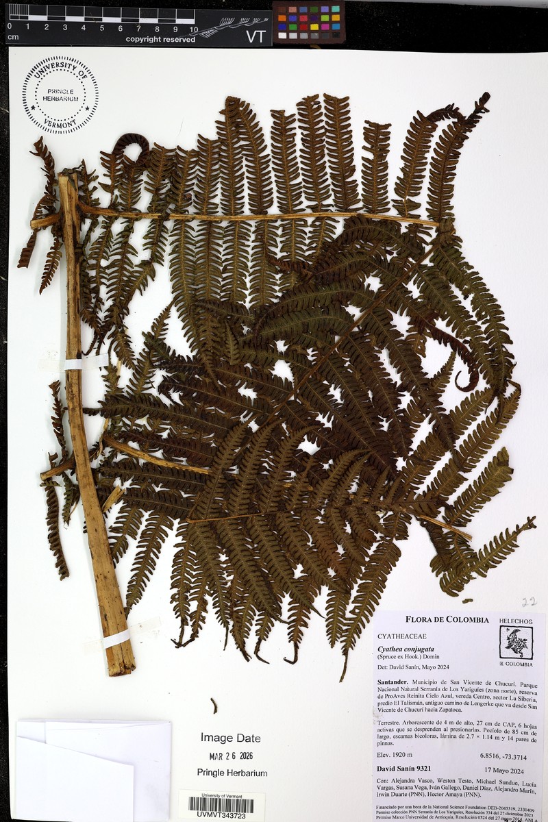 Cyathea tryonorum photo 8