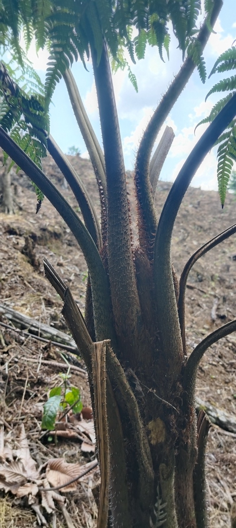 Cyathea tuerckheimii