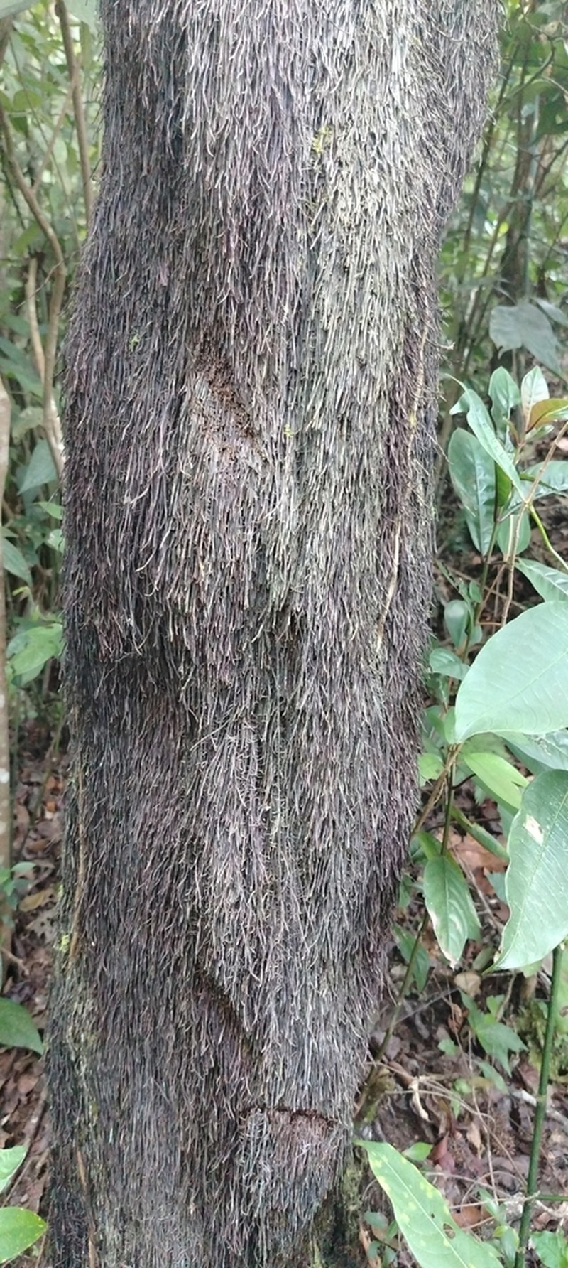 Cyathea tuerckheimii photo 2