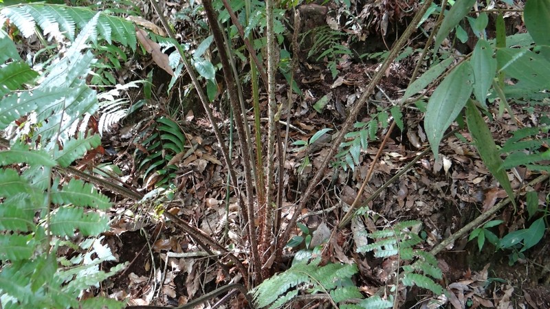 Cyathea tuerckheimii photo 3