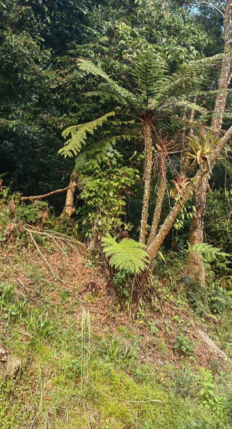 Cyathea tuerckheimii photo 4
