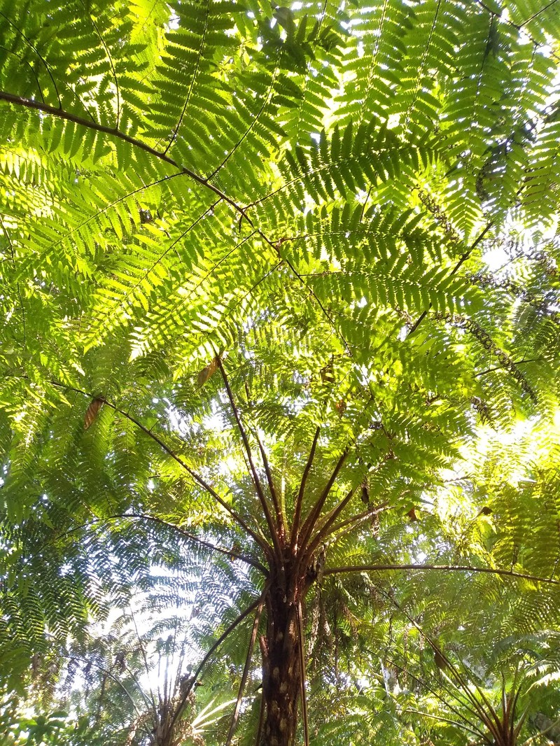Cyathea tuerckheimii photo 6