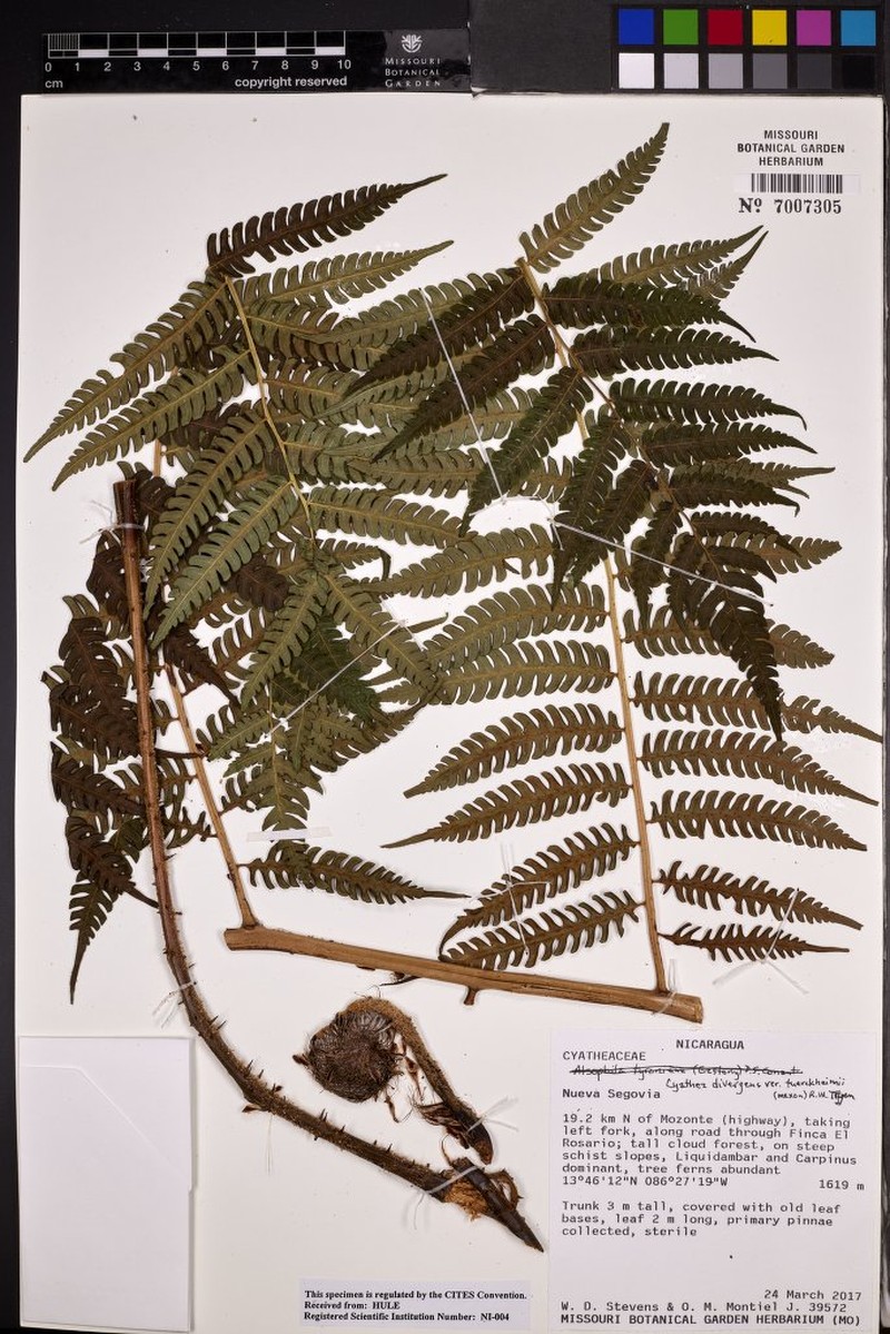 Cyathea tuerckheimii photo 7