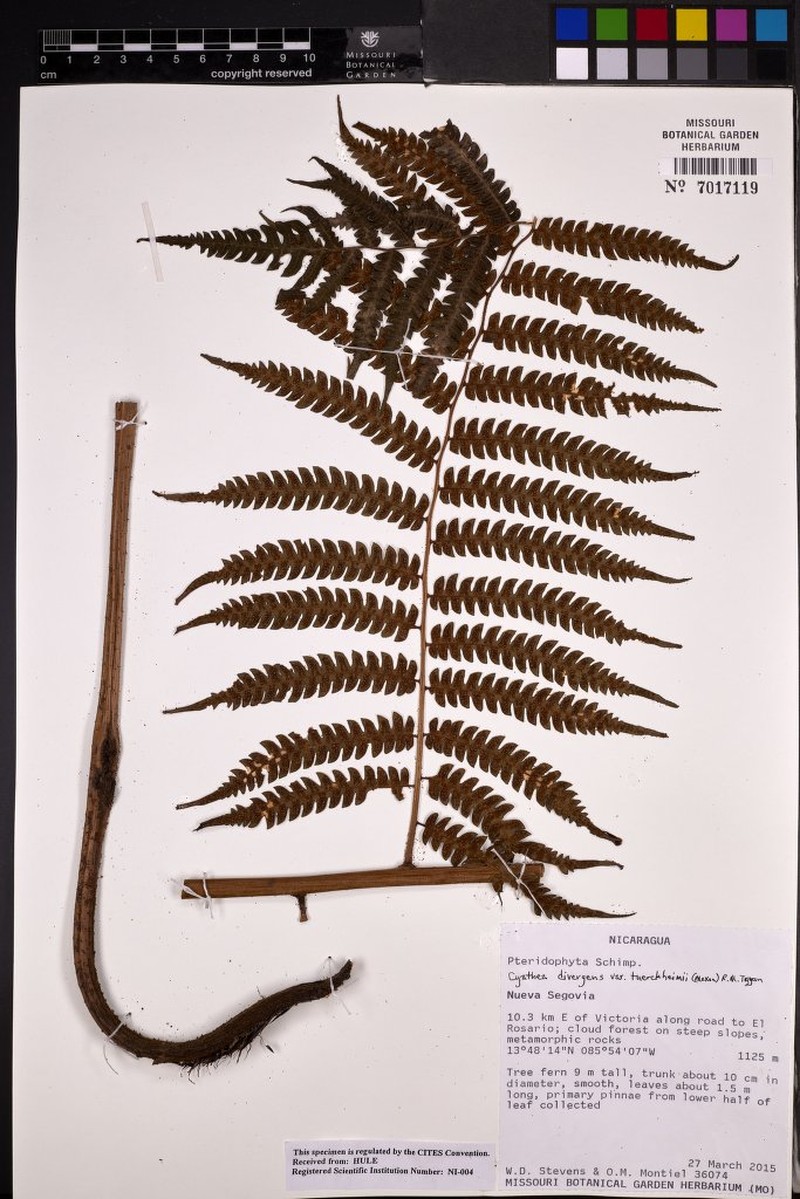 Cyathea tuerckheimii photo 8