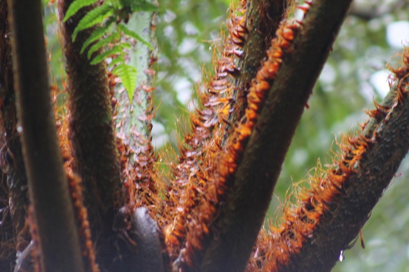 Cyathea tungurahuae photo 2