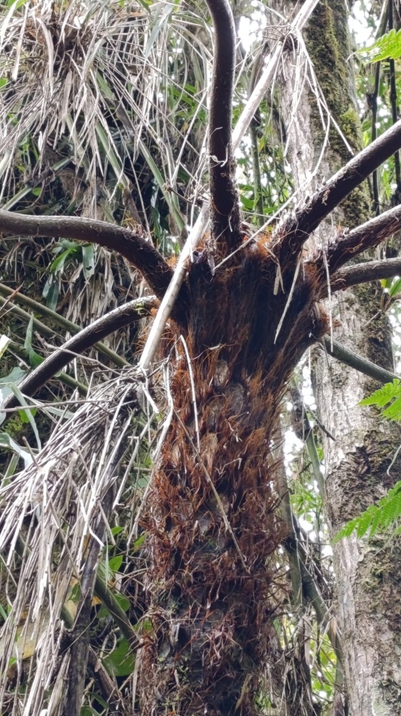 Cyathea tungurahuae photo 3