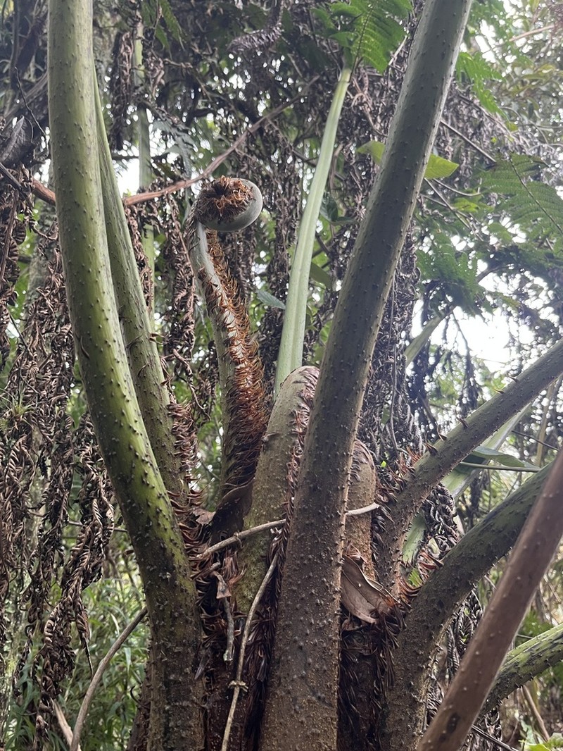 Cyathea tungurahuae photo 5