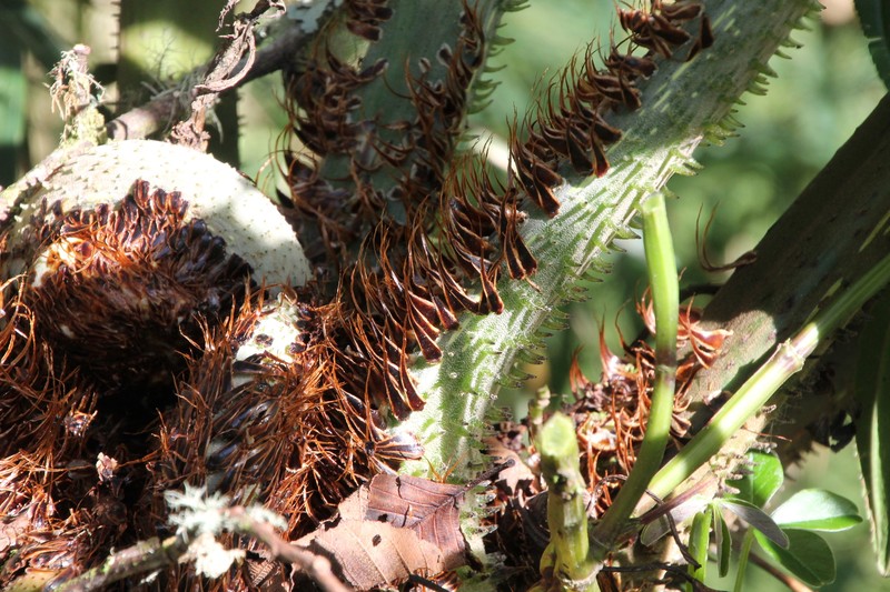 Cyathea tungurahuae photo 6