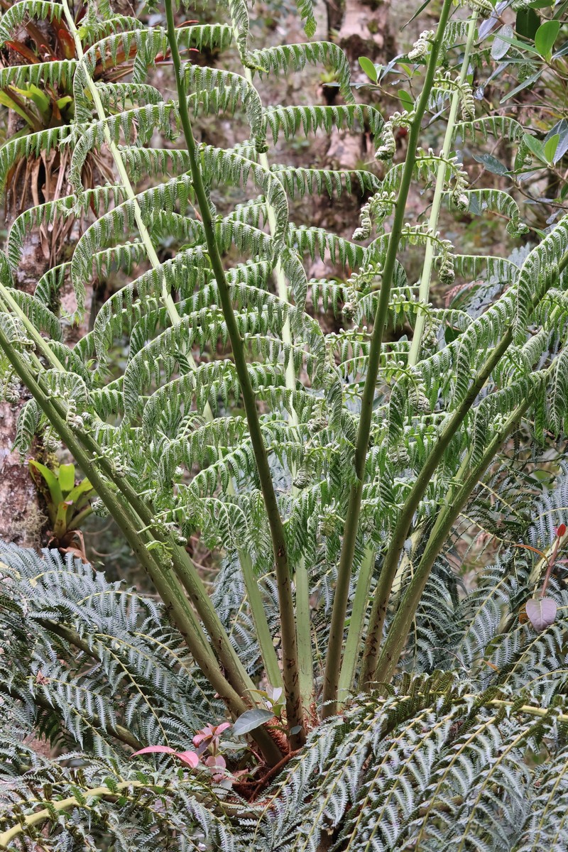 Cyathea tungurahuae photo 7