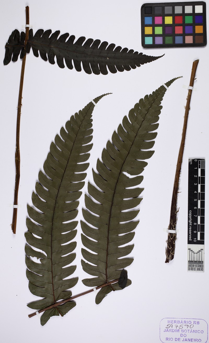 Cyathea uleana