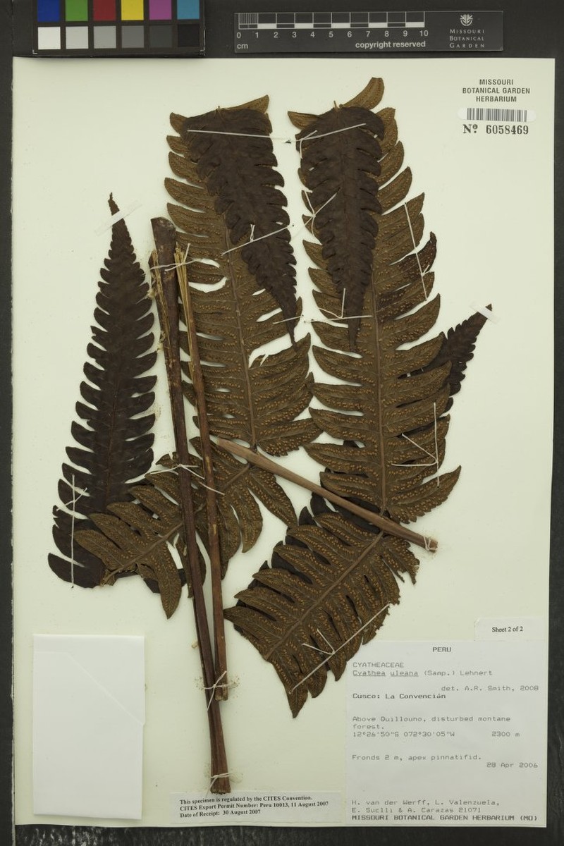 Cyathea uleana photo 2