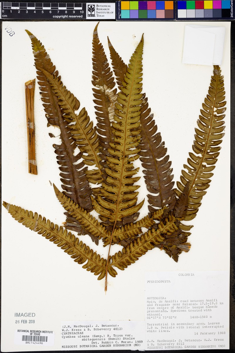 Cyathea uleana var. abitaguensis