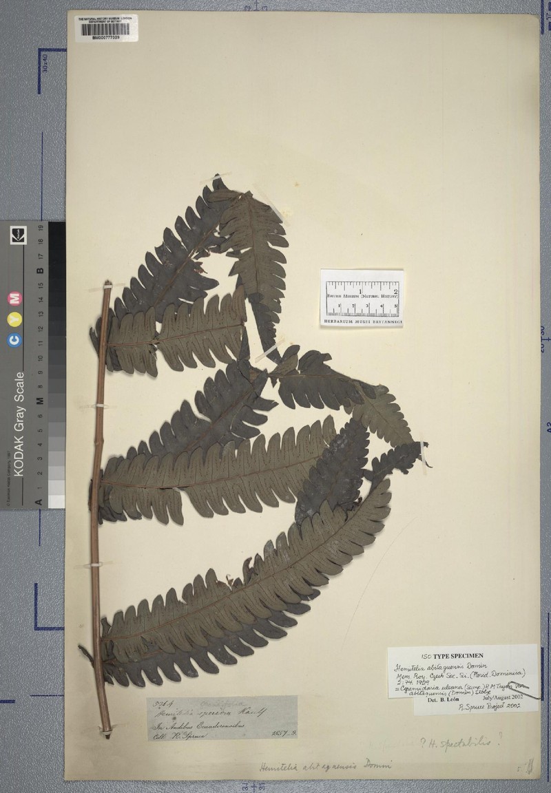 Cyathea uleana var. abitaguensis photo 2