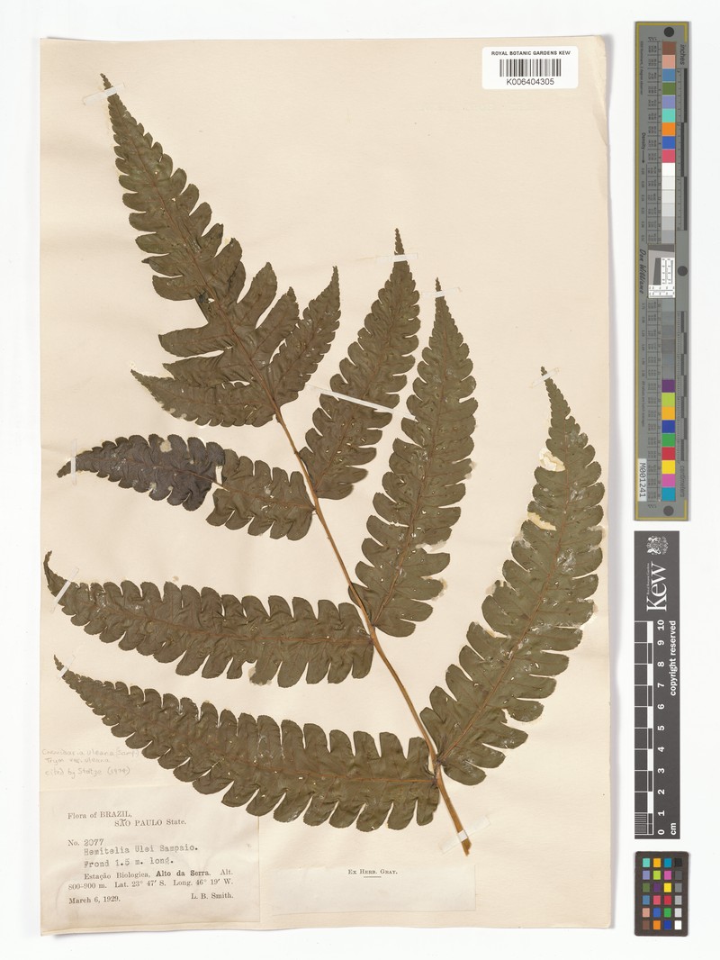 Cyathea uleana var. uleana