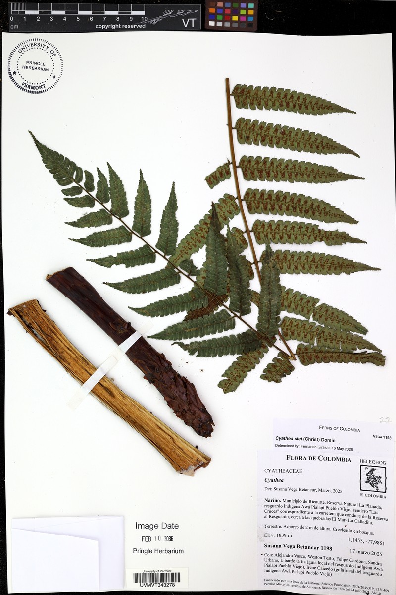 Cyathea ulei