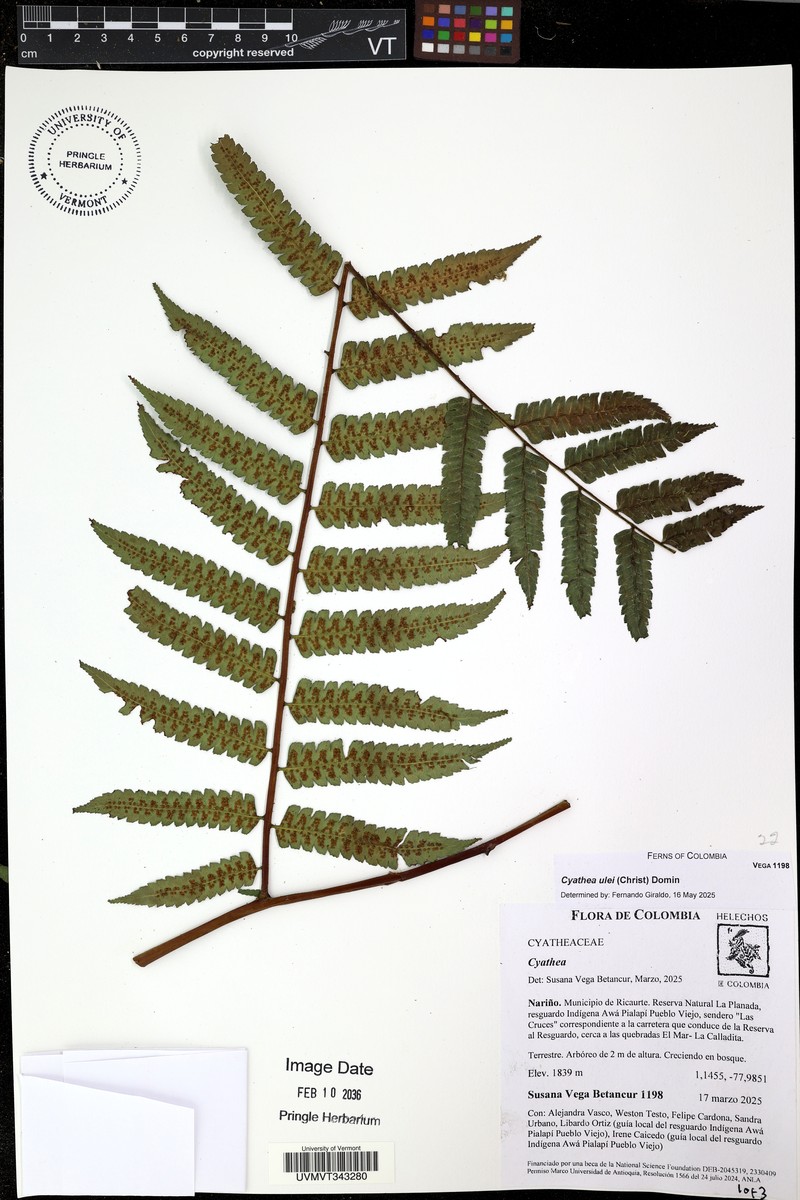 Cyathea ulei photo 2