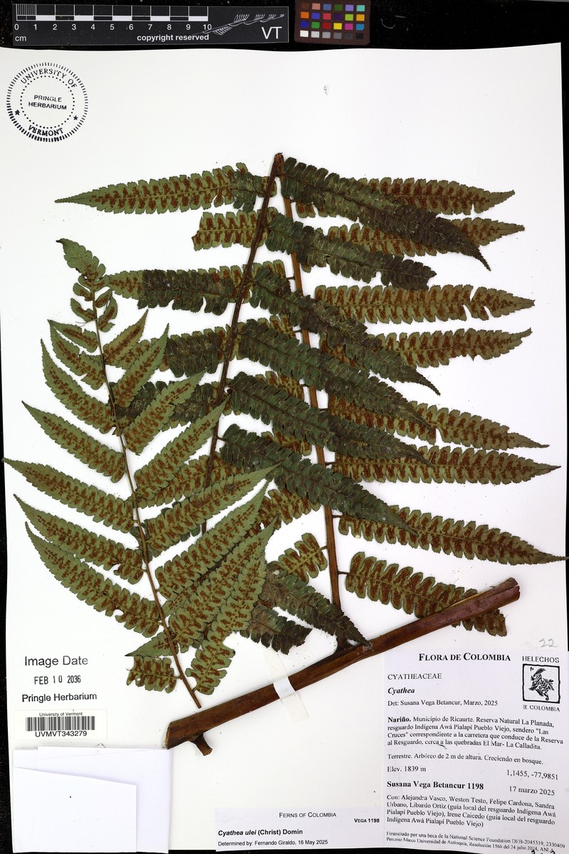 Cyathea ulei photo 3