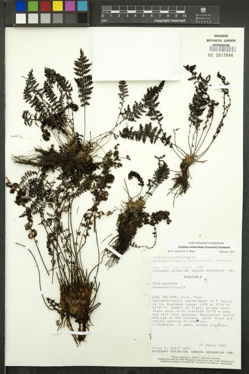 Cyathea universitatis
