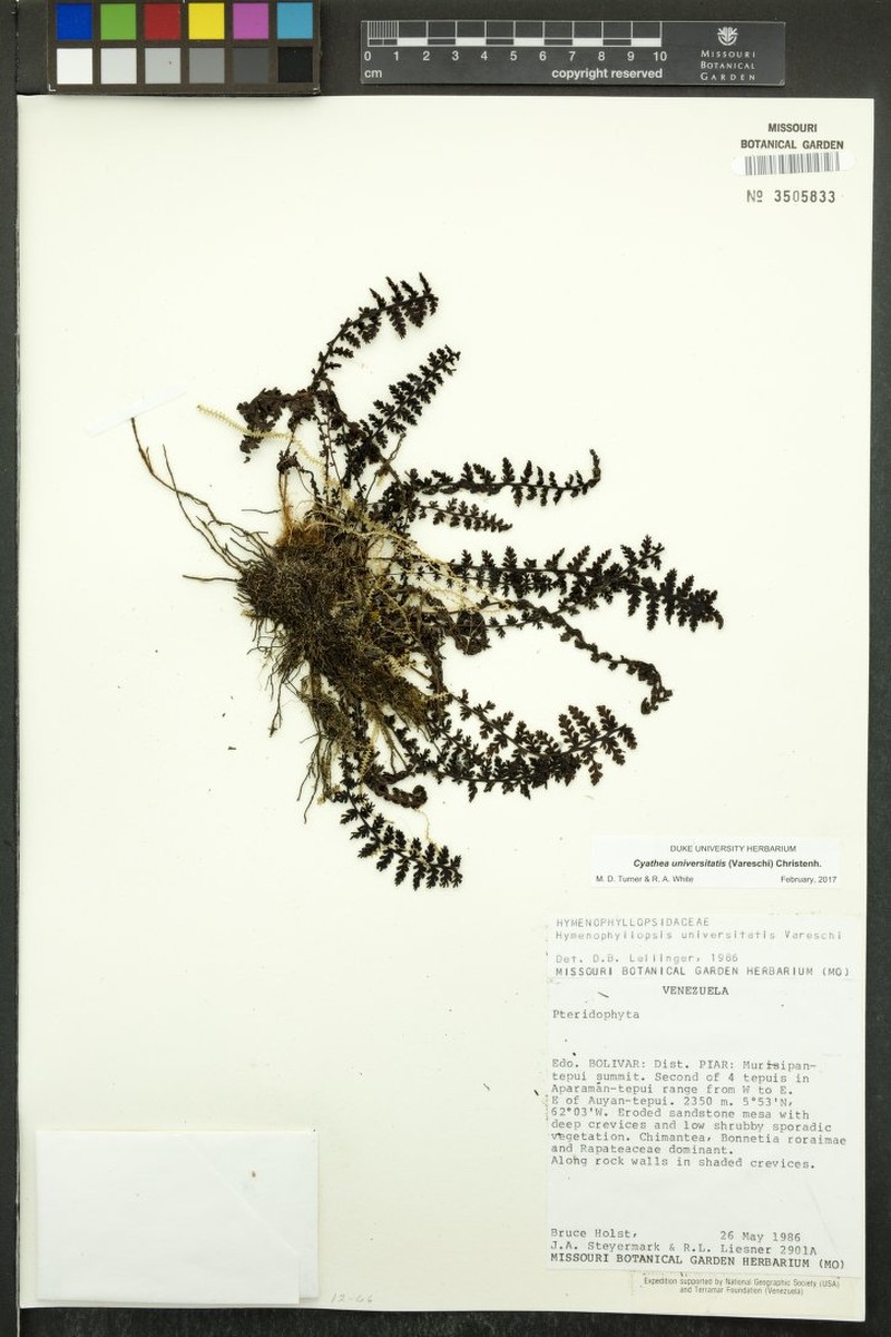 Cyathea universitatis photo 2