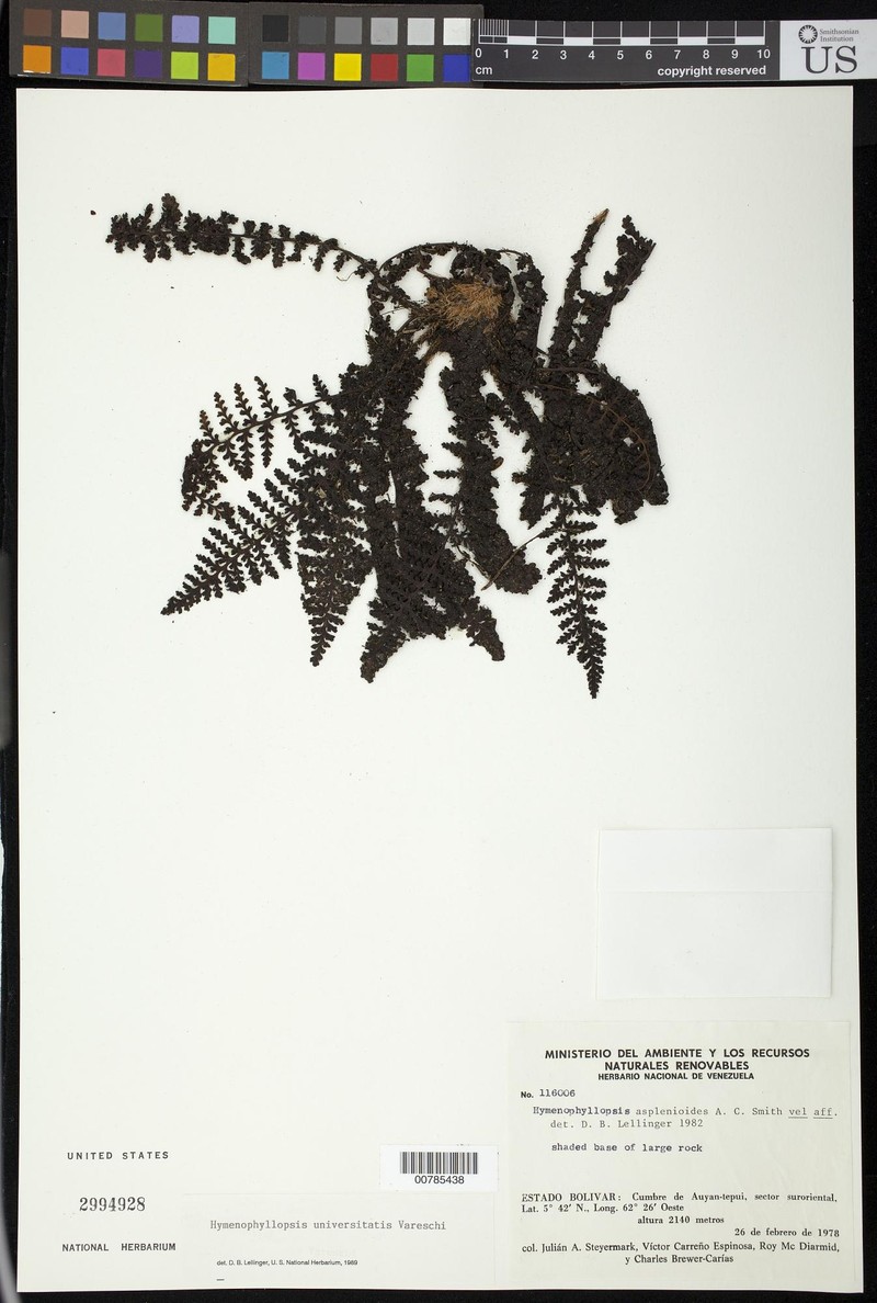 Cyathea universitatis photo 3