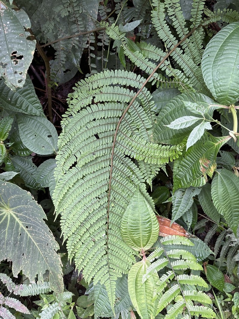 Cyathea uregoana