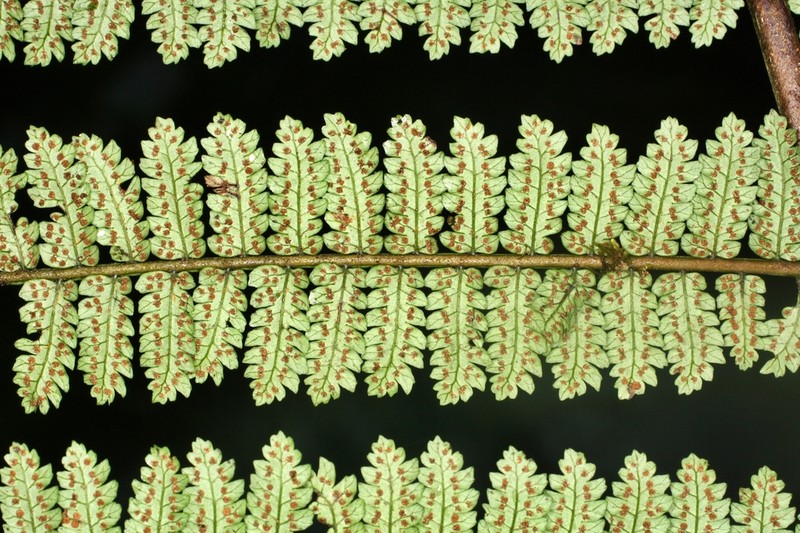 Cyathea uregoana photo 2