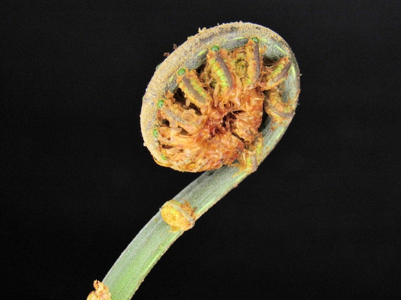 Cyathea uregoana photo 3