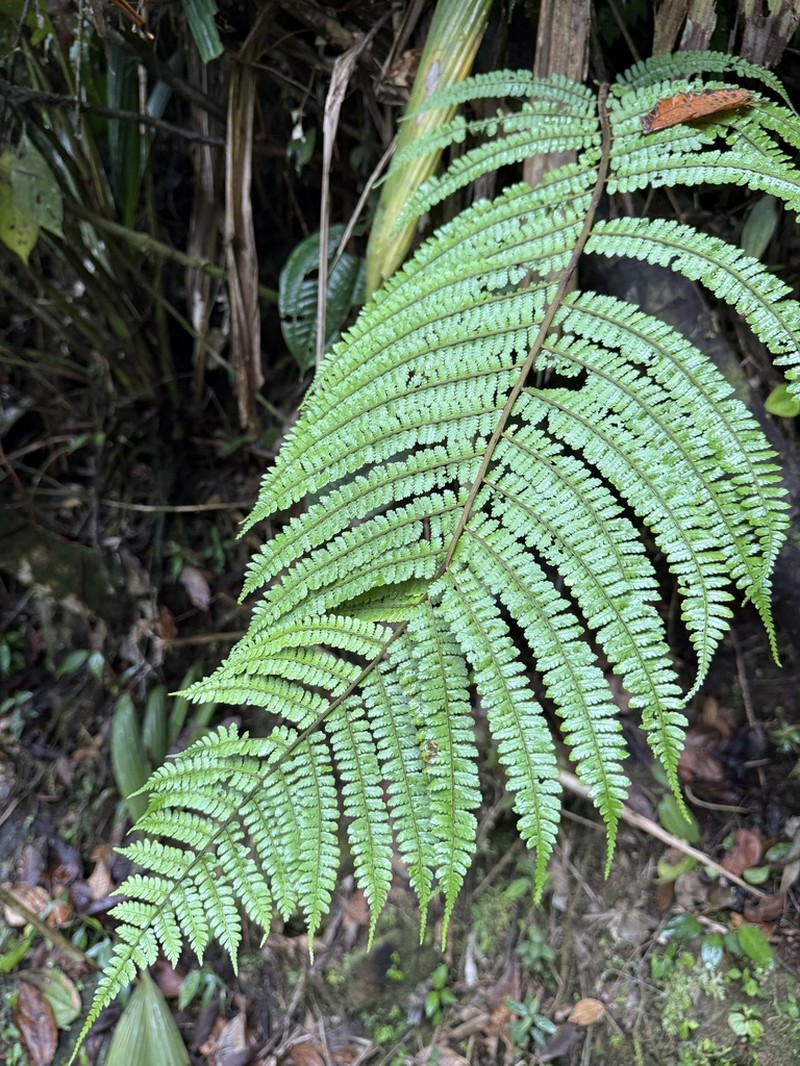 Cyathea uregoana photo 4