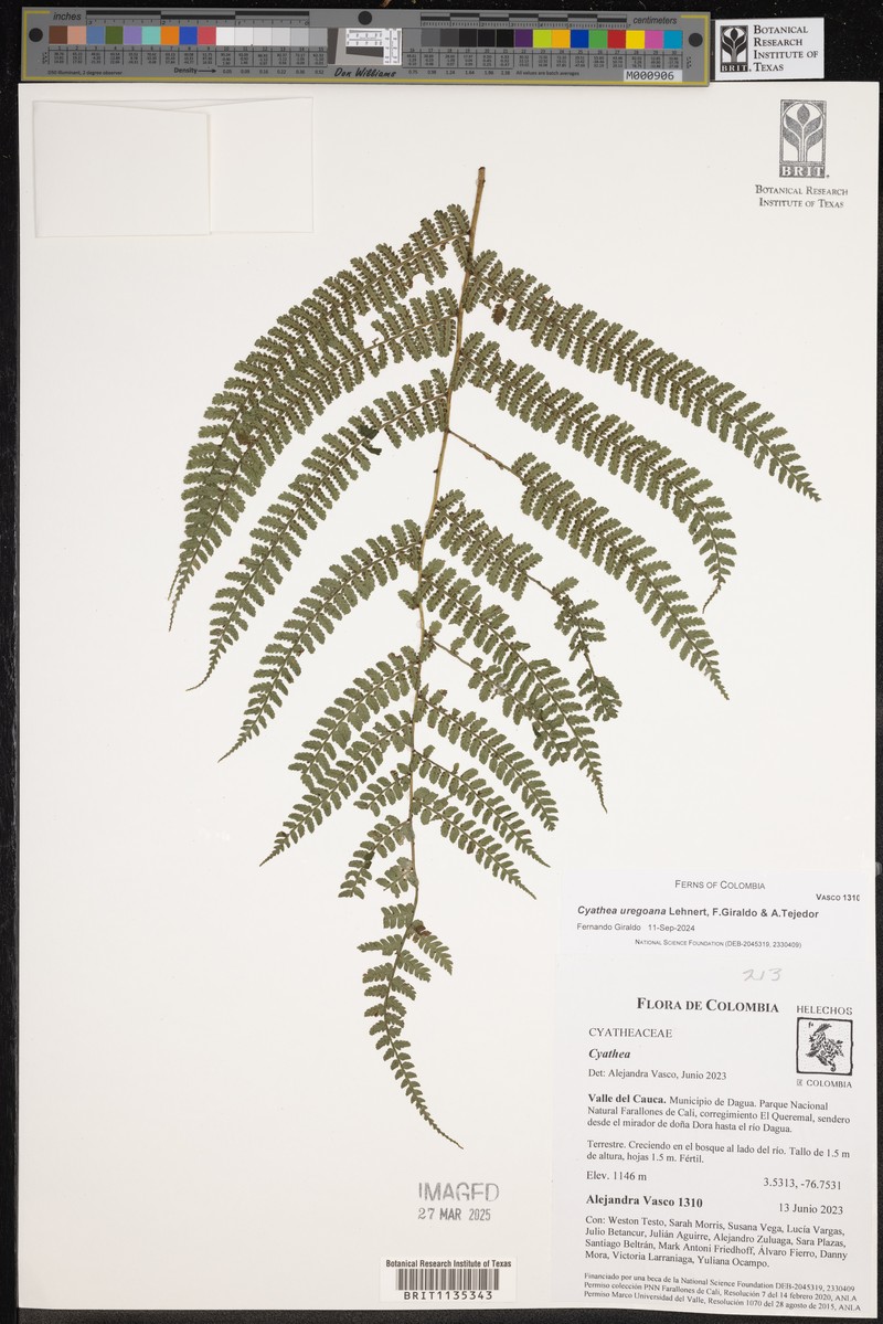 Cyathea uregoana photo 5