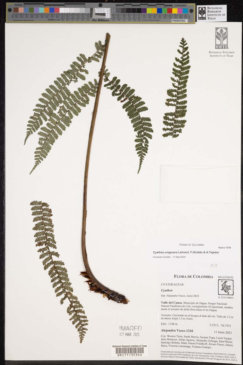 Cyathea uregoana photo 6