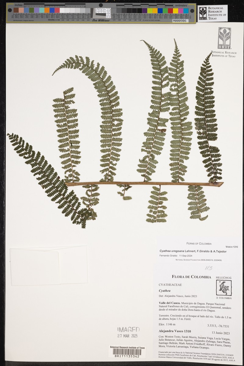 Cyathea uregoana photo 7