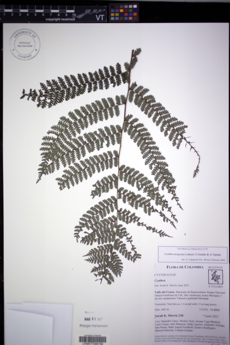 Cyathea uregoana photo 8