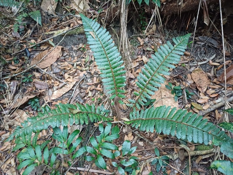 Cyathea ursina