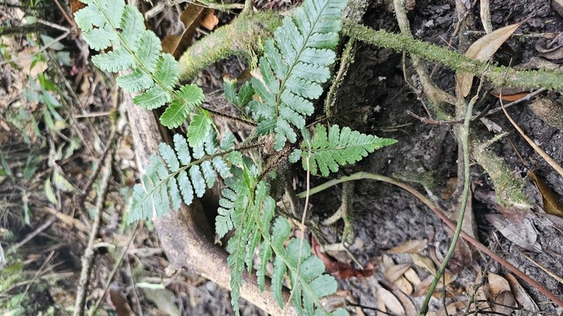 Cyathea ursina photo 2