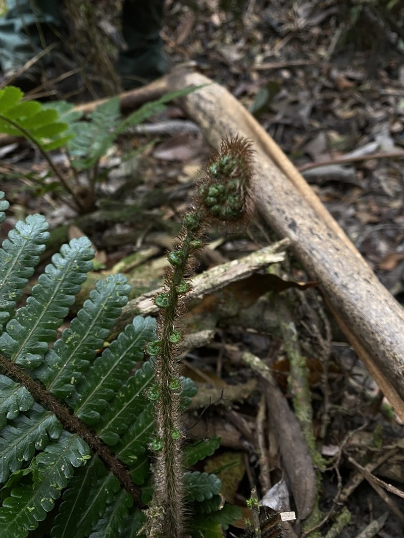 Cyathea ursina photo 3