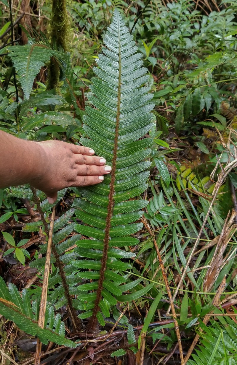 Cyathea ursina photo 4