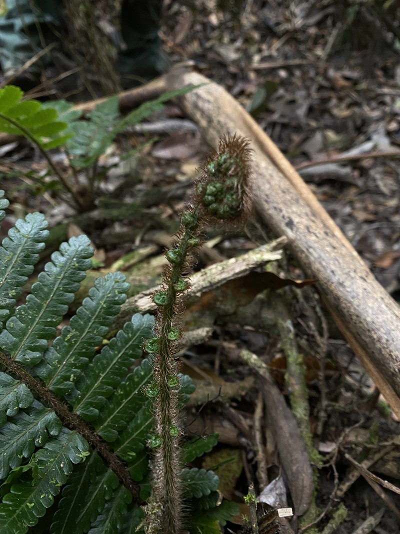 Cyathea ursina photo 5