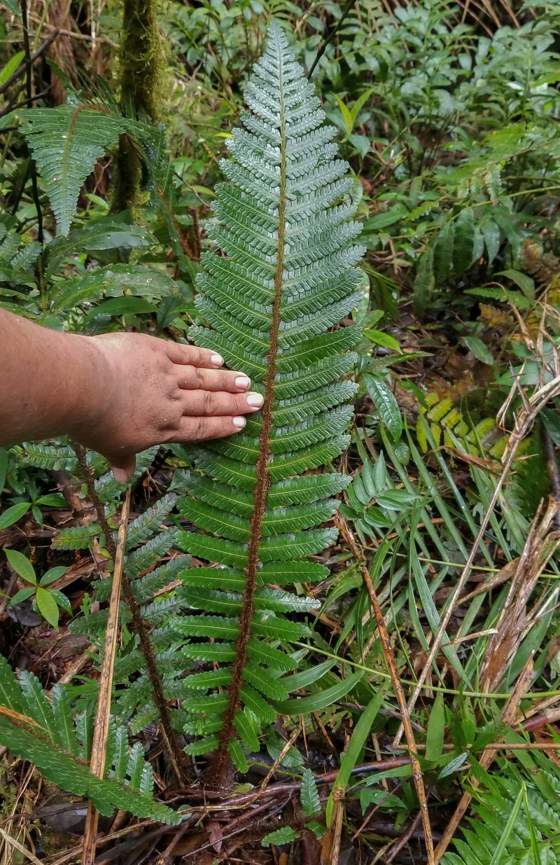 Cyathea ursina photo 6