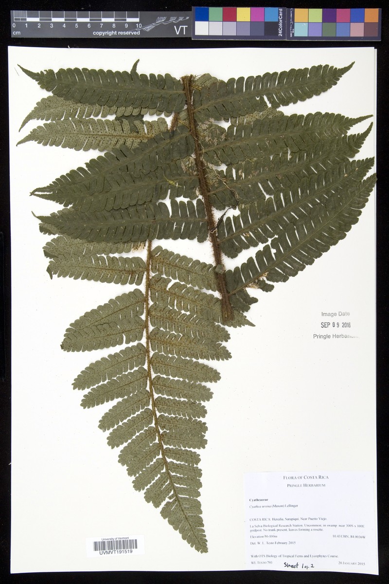 Cyathea ursina photo 7