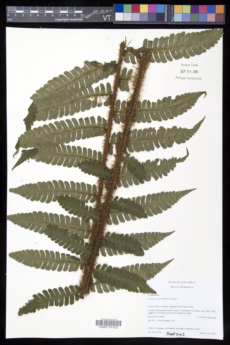 Cyathea ursina photo 8