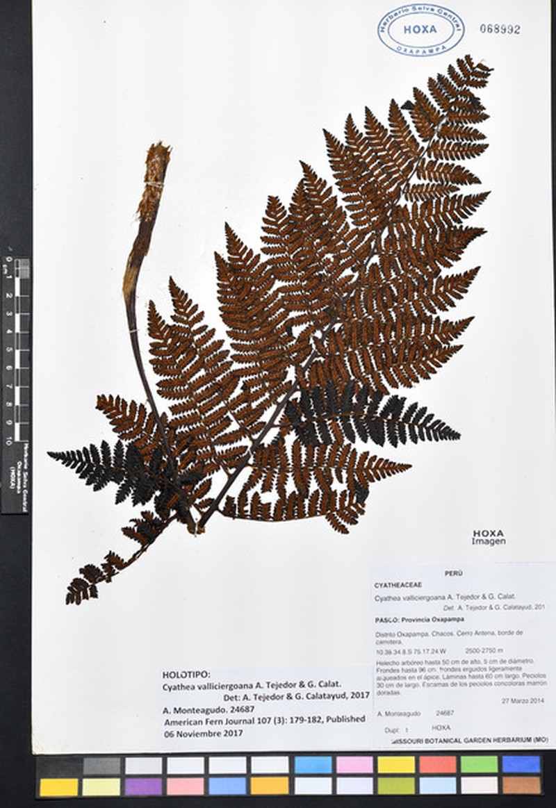 Cyathea valliciergoana