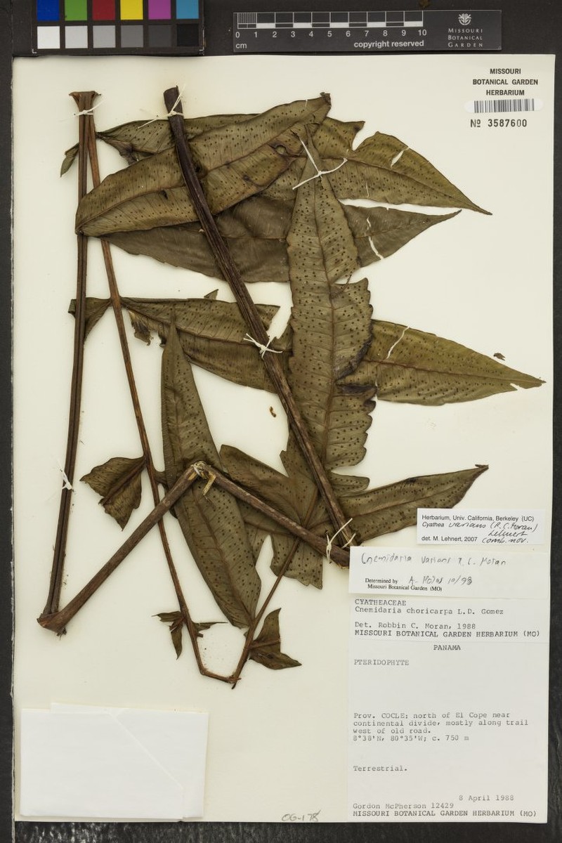 Cyathea varians