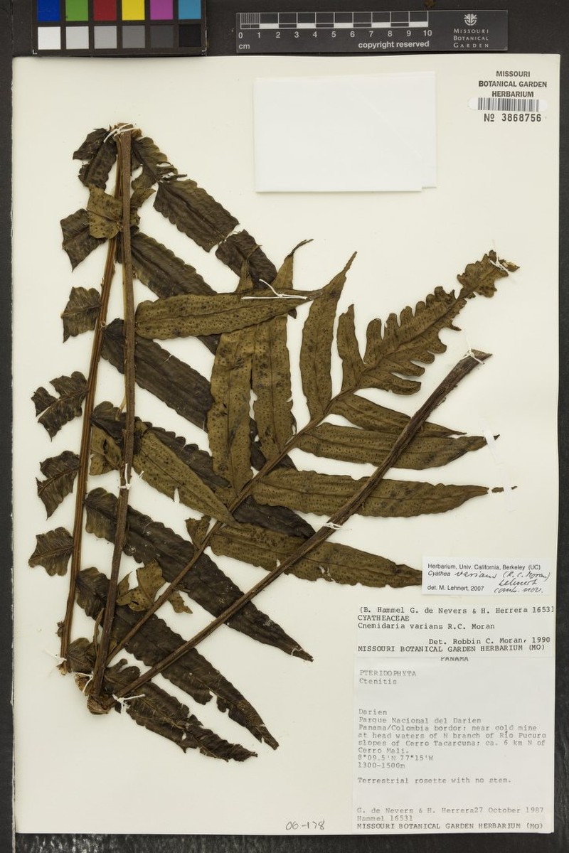 Cyathea varians photo 2