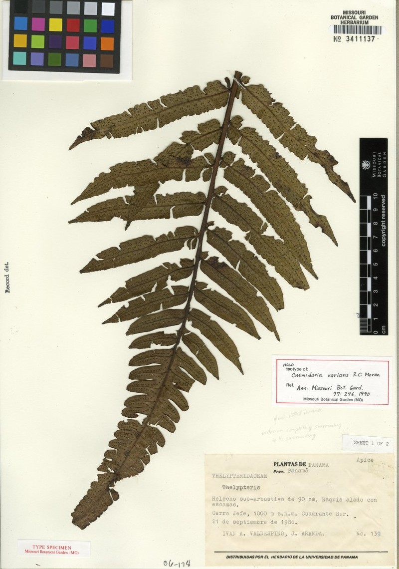 Cyathea varians photo 3