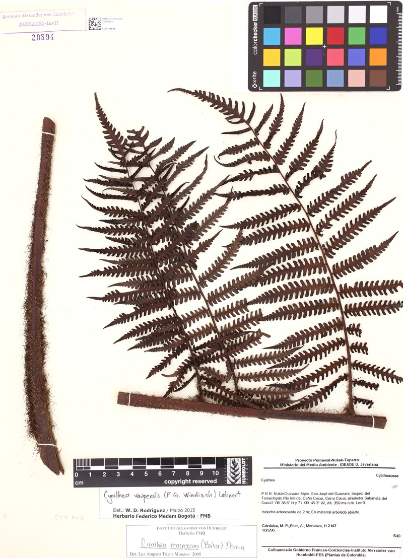 Cyathea vaupensis