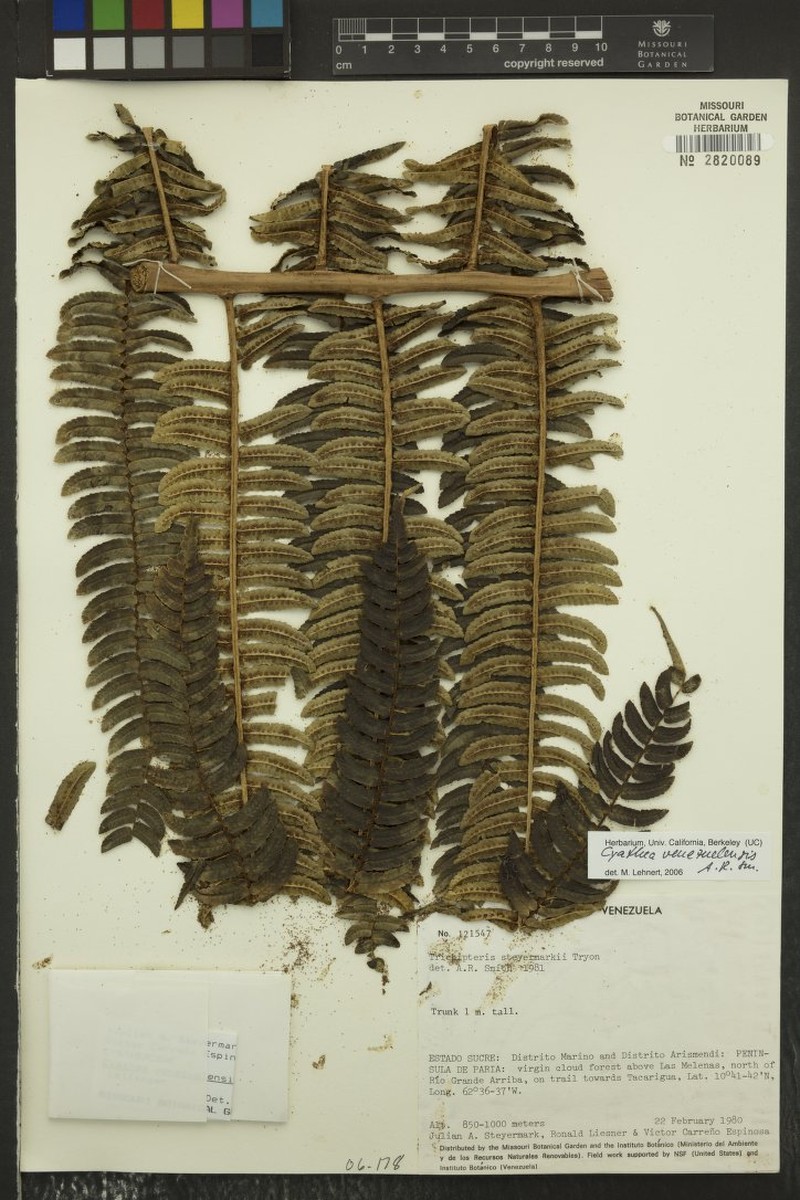 Cyathea venezuelensis
