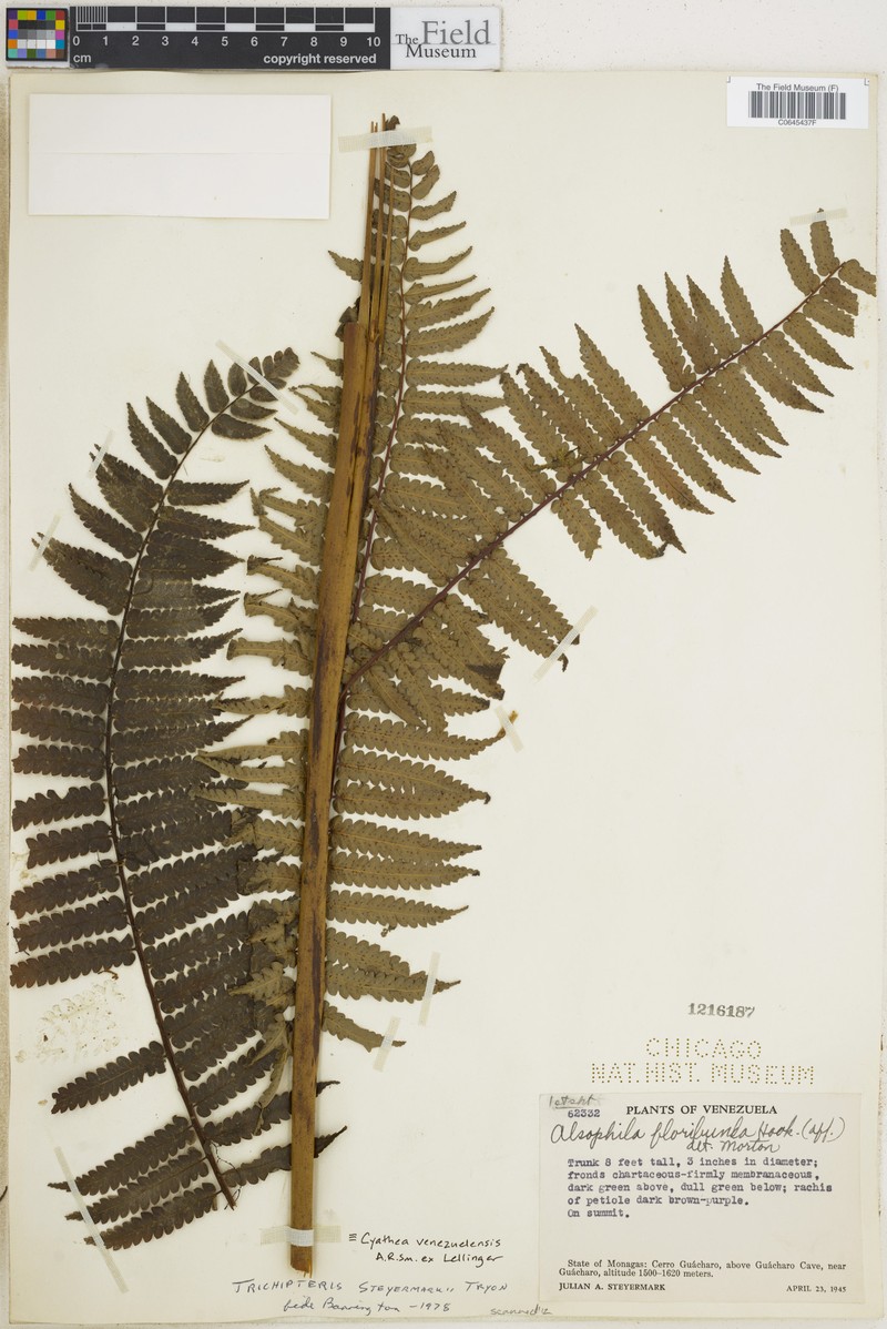 Cyathea venezuelensis photo 2