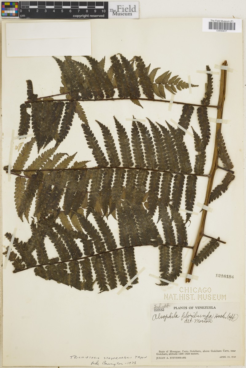 Cyathea venezuelensis photo 4