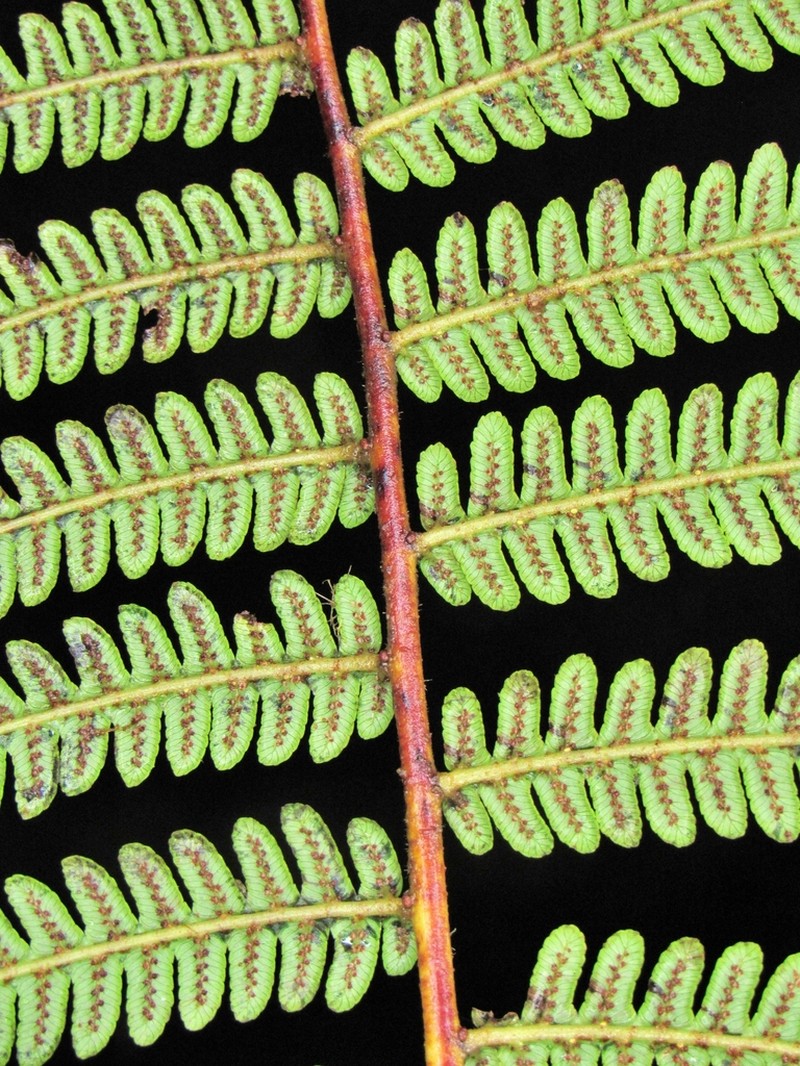 Cyathea vilhelmii